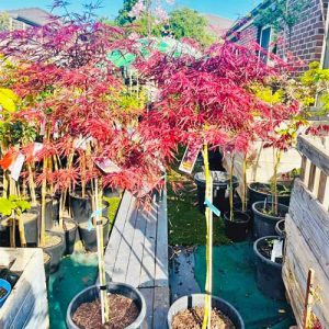 red-dragon-japanese-maple-1