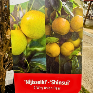 2 way Asian pear Nijisseiki + Shinsui