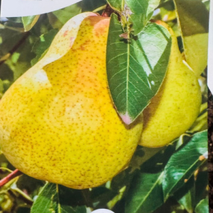 Williams Pear Tree