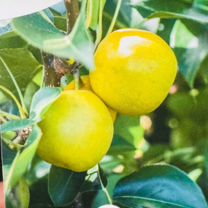Nijisseiki Asian Pear Tree