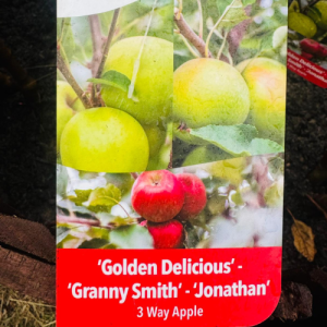 3 way Apple Gold. Del. - Granny - Jonathan Tree