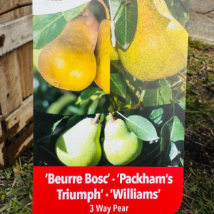 3 way Pear Bosc - Packham - Williams Tree