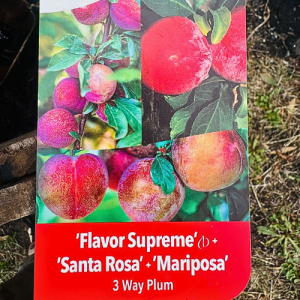 3 way Plum Flavor Sup - Mariposa - Santa R Tree