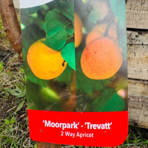 2 way Apricot Moorpark - Trevatt Tree