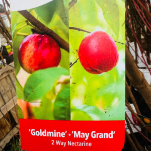 2 way Nect Goldmine - May Grand Tree
