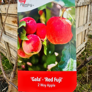 2 way Apple Gala - Red Fuji Tree