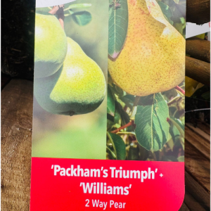 2 way Pear Packham's - Williams Tree