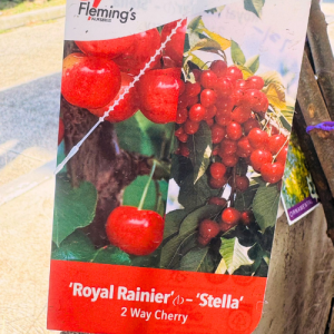 2 way Cherry Royal Rainier - Stella Tree