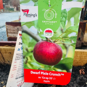 Dwarf Apple Pixie Crunch- cv.Co-op 33, Tree