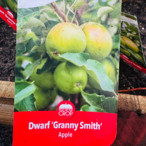 Dwarf Apple Granny Smith Tree