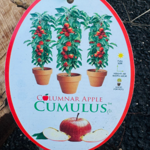 Apple Cumulus Columnar
