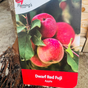 Dwarf Apple Red Fuji Tree