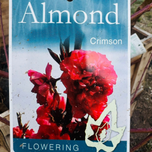 Flowering Almond Crimson