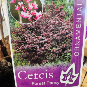 Cercis canadensis Forest Pansy Size 1