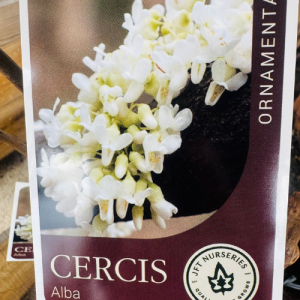 Cercis canadensis Alba Size 1