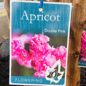 Flowering Apricot pink