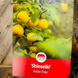Shinseiki Asian Pear Tree